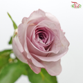 Rose (50cm) - Glamoris (10 Stems)-Light Purple-Kenya-prflorist.com.my