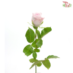 Rose (50cm) - Glamoris (10 Stems)-Light Purple-Kenya-prflorist.com.my