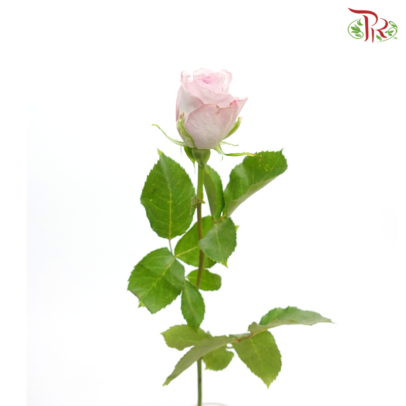 Rose (50cm) - Glamoris (10 Stems)-Light Purple-Kenya-prflorist.com.my