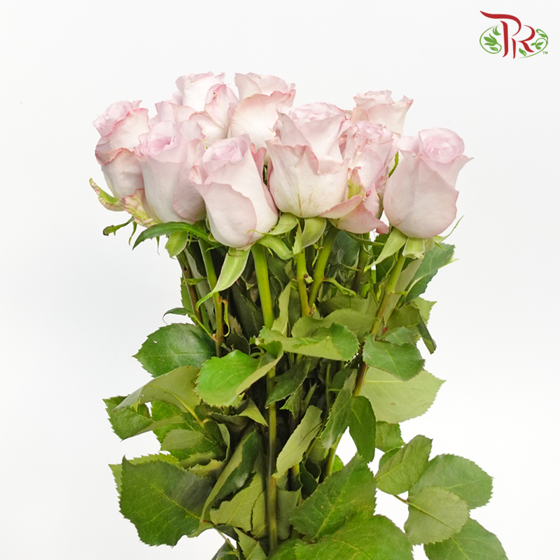 Rose (50cm) - Glamoris (10 Stems)-Light Purple-Kenya-prflorist.com.my