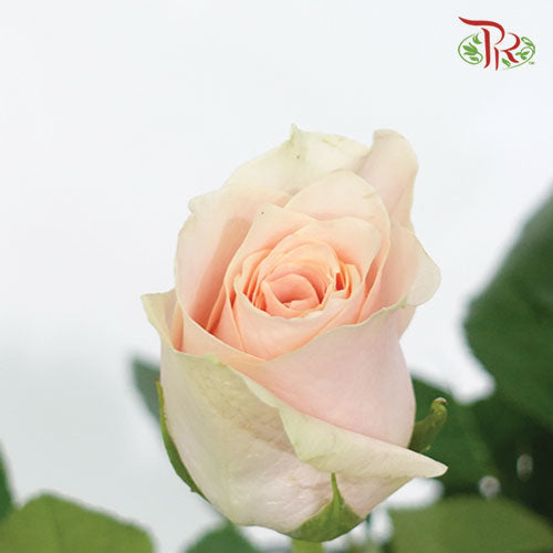 Rose (50cm) - Harmony (10 Stems)-Kenya-prflorist.com.my