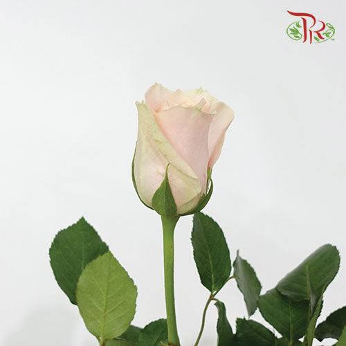 Rose (50cm) - Harmony (10 Stems)-Kenya-prflorist.com.my