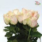 Rose (50cm) - Harmony (10 Stems)-Kenya-prflorist.com.my