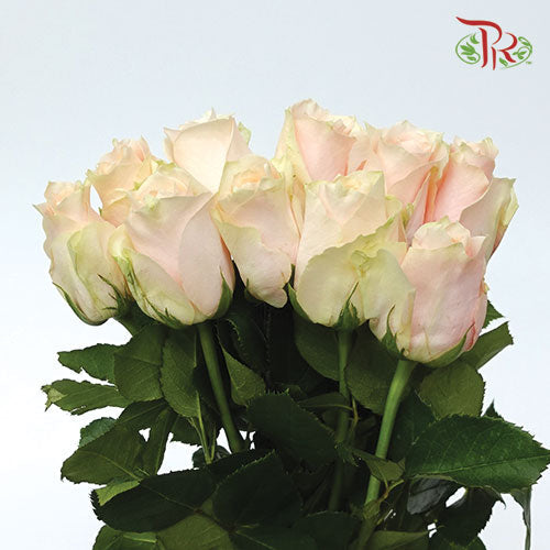 Rose (50cm) - Harmony (10 Stems)-Kenya-prflorist.com.my