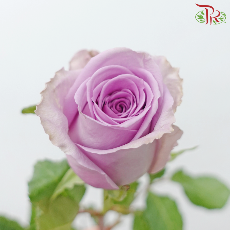 Rose (50cm) - Indigo Lilac (10 Stems)-Indigo Lilac-Kenya-prflorist.com.my