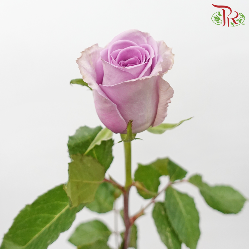 Rose (50cm) - Indigo Lilac (10 Stems)-Indigo Lilac-Kenya-prflorist.com.my