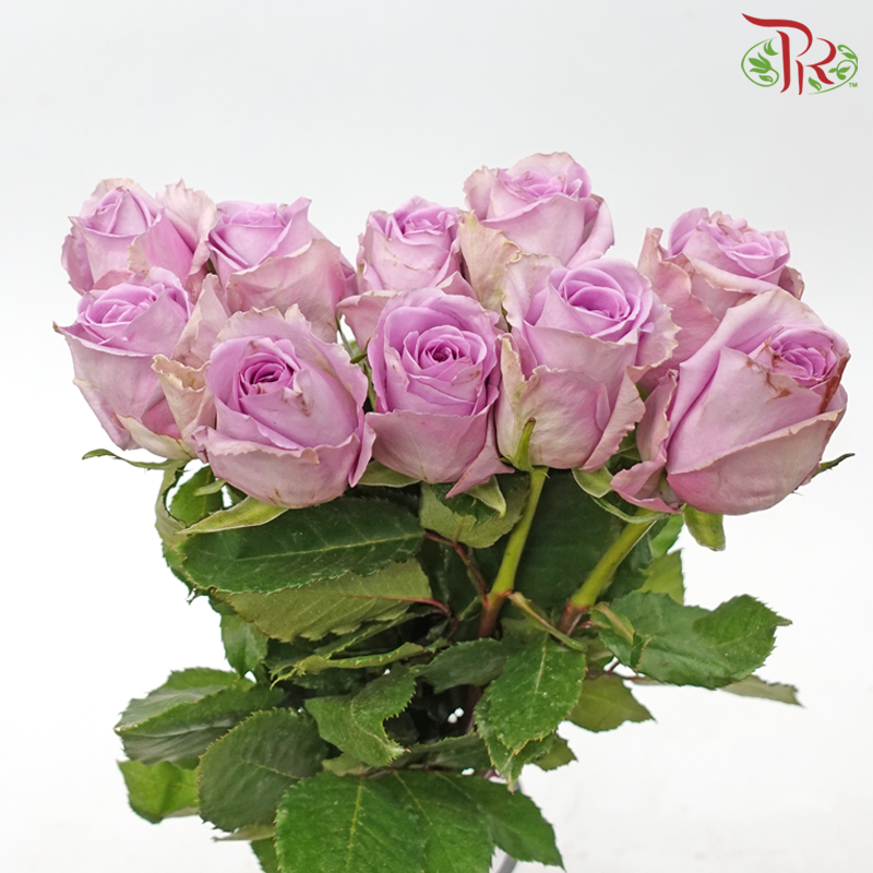 Rose (50cm) - Indigo Lilac (10 Stems)-Indigo Lilac-Kenya-prflorist.com.my