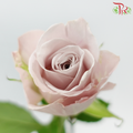 Rose (50cm) - Manta Pale Lavender (10 Stems)-Manta-Kenya-prflorist.com.my