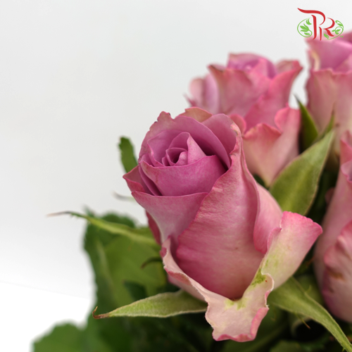Rose (50cm) - Moody Blue (10 Stems)-Purple-Kenya-prflorist.com.my