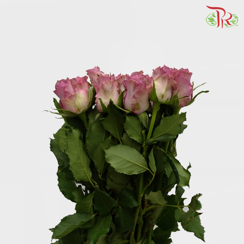 Rose (50cm) - Moody Blue (10 Stems)-Purple-Kenya-prflorist.com.my