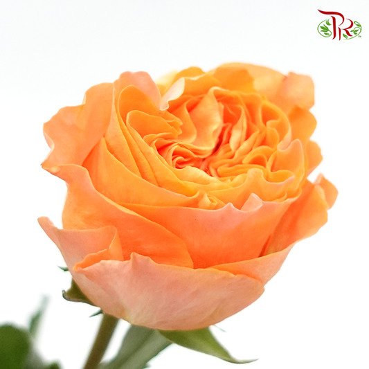 Rose (50cm) - Orange (10 Stems)-Orange-Kenya-prflorist.com.my