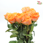 Rose (50cm) - Orange (10 Stems)-Orange-Kenya-prflorist.com.my