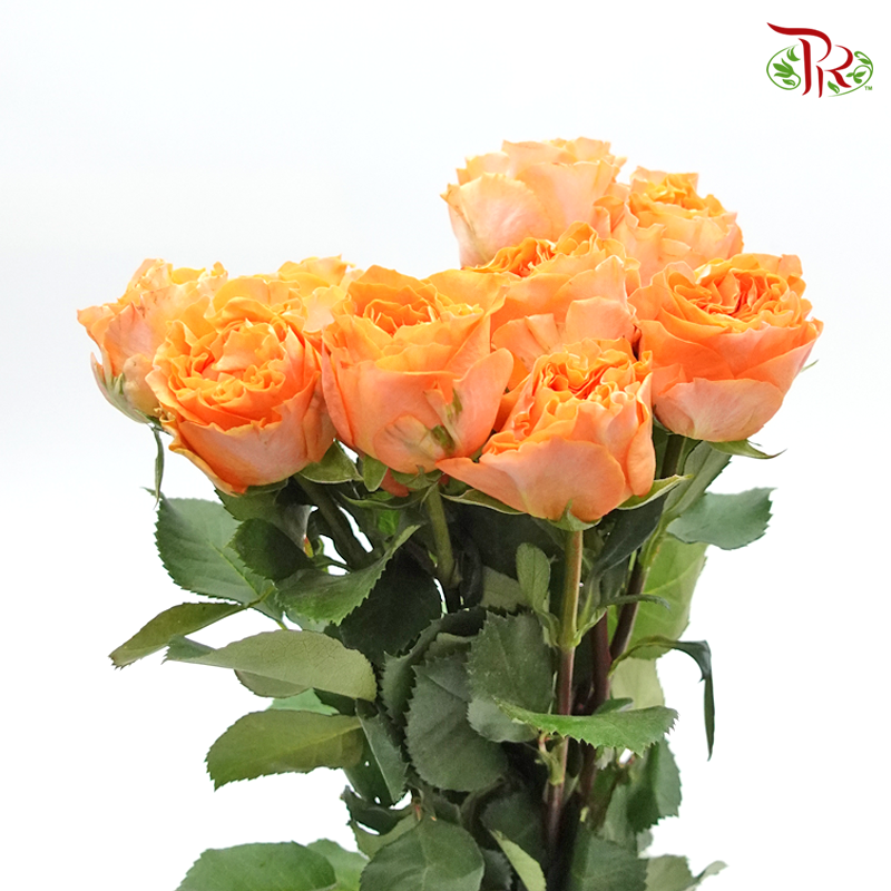 Rose (50cm) - Orange (10 Stems)-Orange-Kenya-prflorist.com.my