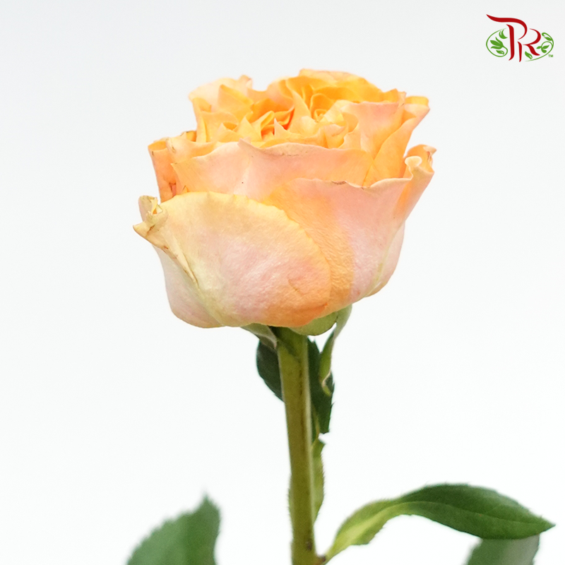 Rose (50cm) - Orange (10 Stems)-Orange-Kenya-prflorist.com.my