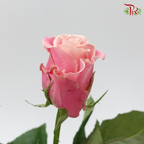 Rose (50cm) - Pink Hermosa (10 Stems)-Kenya-prflorist.com.my