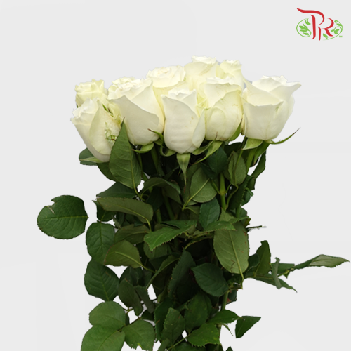 Rose (50cm) - Proud (10 Stems)-White-Kenya-prflorist.com.my