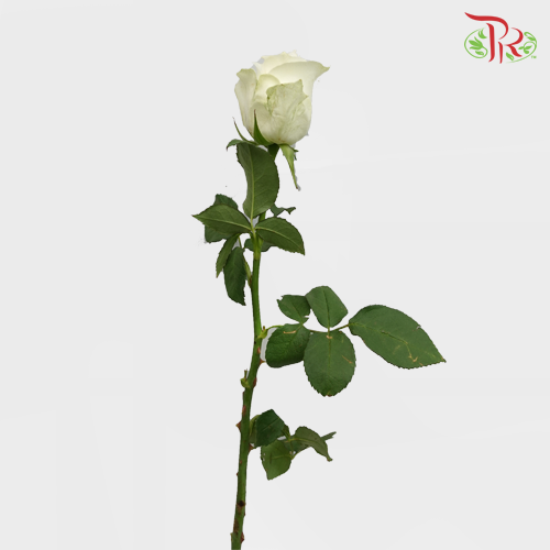 Rose (50cm) - Proud (10 Stems)-White-Kenya-prflorist.com.my