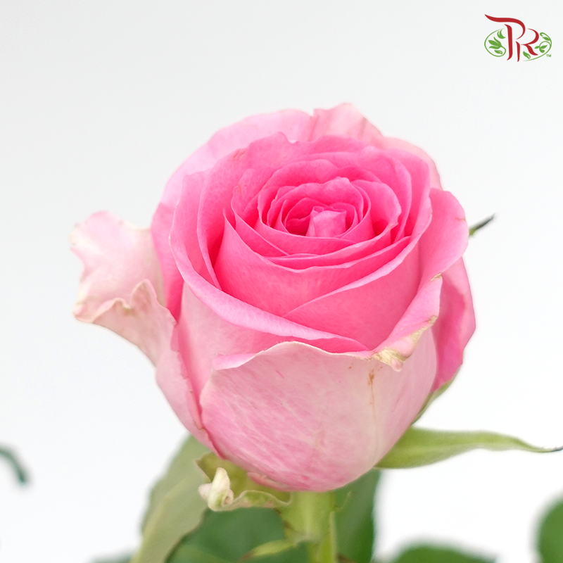 Rose (50cm) - Revival (10 Stems)-Pink-Kenya-prflorist.com.my