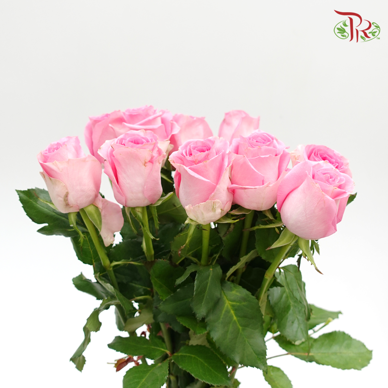 Rose (50cm) - Revival (10 Stems)-Pink-Kenya-prflorist.com.my