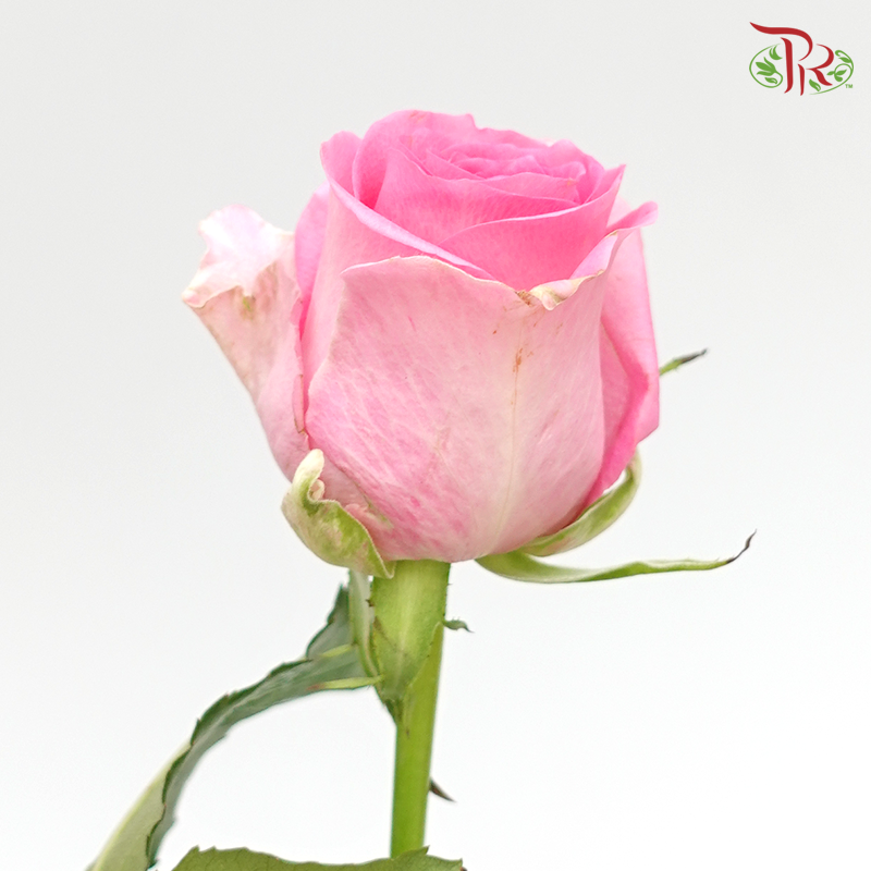 Rose (50cm) - Revival (10 Stems)-Pink-Kenya-prflorist.com.my