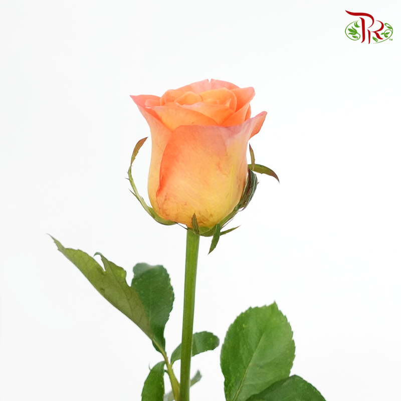 Rose (50cm) - Tangerine (10 Stems)-Kenya-prflorist.com.my