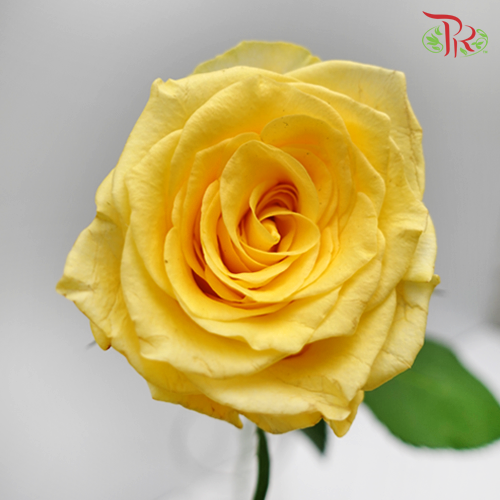 Rose (50cm) - Yellow (10 Stems)-Yellow-Kenya-prflorist.com.my