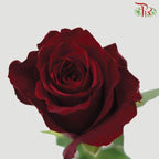 Rose (60cm) - Ever Red (10 Stems)-Kenya-prflorist.com.my