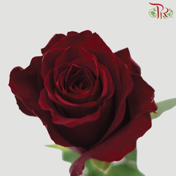Rose (60cm) - Ever Red (10 Stems)-Kenya-prflorist.com.my