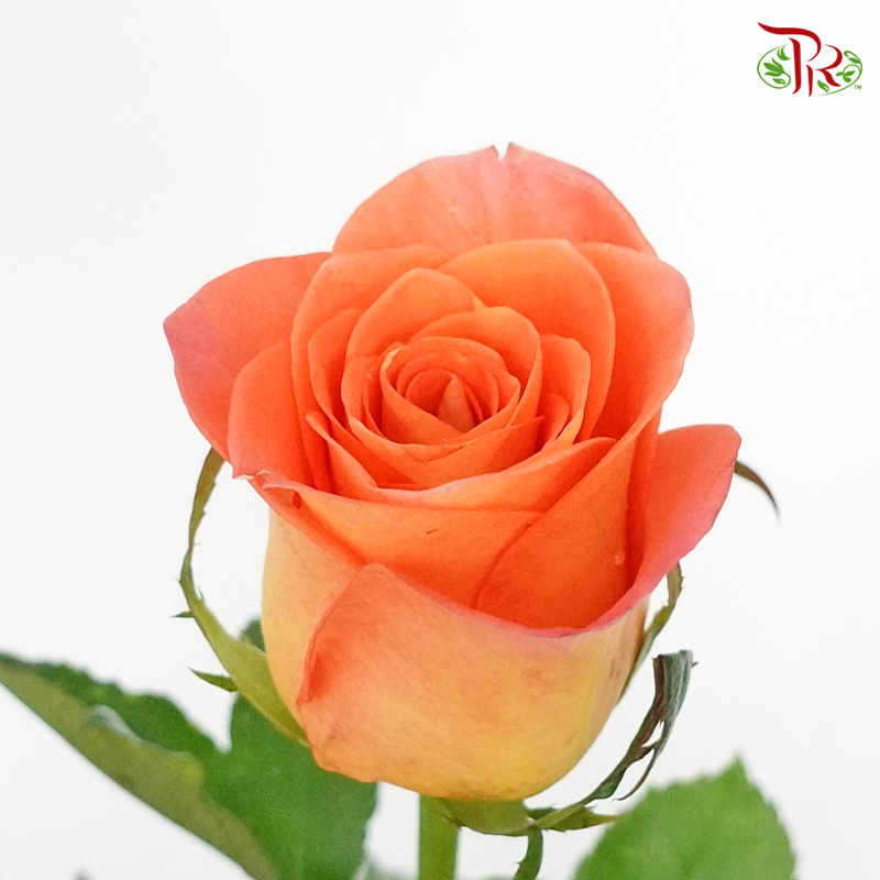 Rose (60cm) - Tangerine (10 Stems)-Kenya-prflorist.com.my