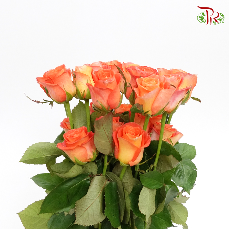 Rose (60cm) - Tangerine (10 Stems)-Kenya-prflorist.com.my