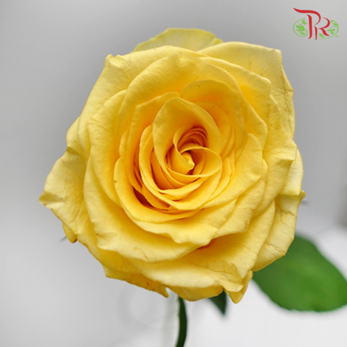 Rose (60cm) - Yellow (10 Stems)-Yellow-Kenya-prflorist.com.my