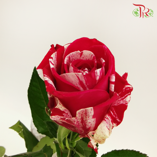 Rose - Aquarius (10 Stems)-Red-China-prflorist.com.my