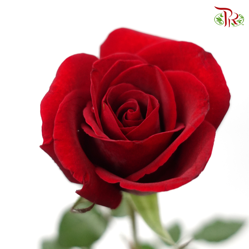 Rose - Barn Red (10 Stems)-Red-Malaysia-prflorist.com.my