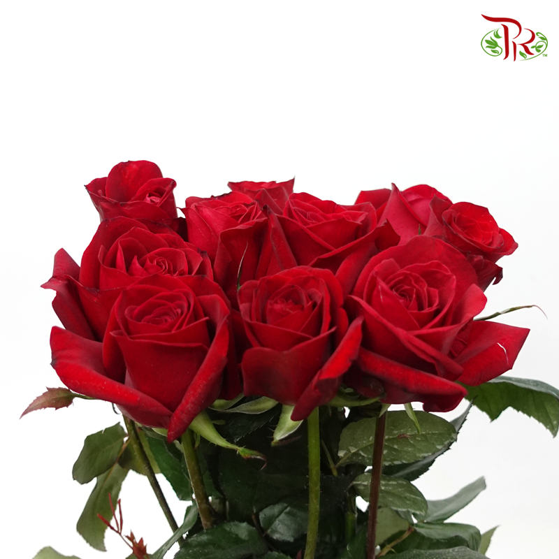 Rose - Barn Red (10 Stems)-Red-Malaysia-prflorist.com.my