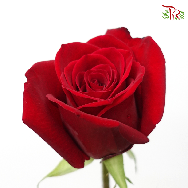 Rose - Barn Red (10 Stems)-Red-Malaysia-prflorist.com.my