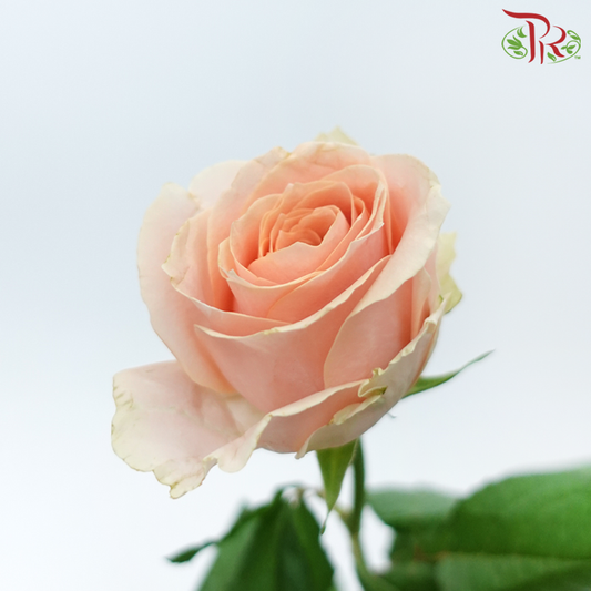 Rose - Big Ding (10 Stems)-Peach-China-prflorist.com.my