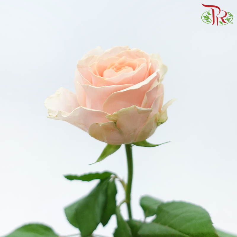 Rose - Big Ding (10 Stems)-Peach-China-prflorist.com.my