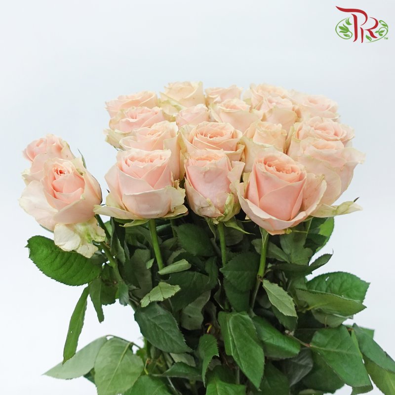 Rose - Big Ding (10 Stems)-Peach-China-prflorist.com.my