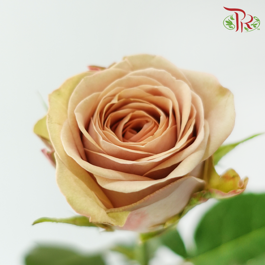 Rose - Cappuccino (10 Stems)-Cappuccino-China-prflorist.com.my