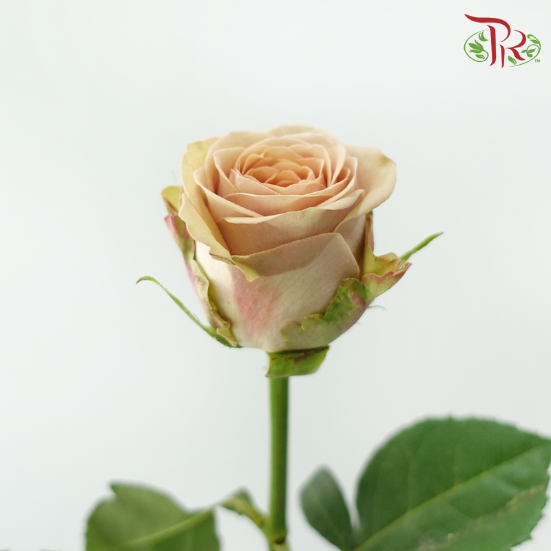 Rose - Cappuccino (10 Stems)-Cappuccino-China-prflorist.com.my
