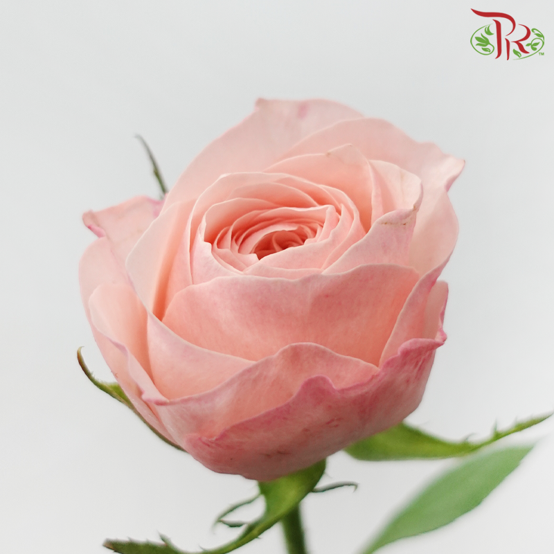 Rose - Catherine (10 Stems)-Catherine-China-prflorist.com.my