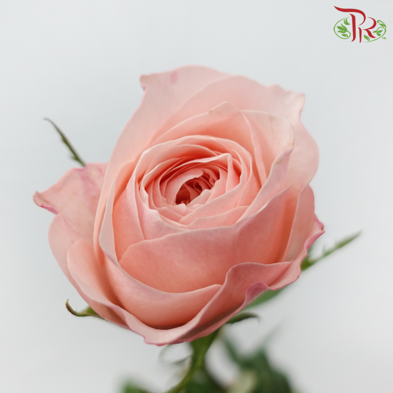 Rose - Catherine (10 Stems)-Catherine-China-prflorist.com.my