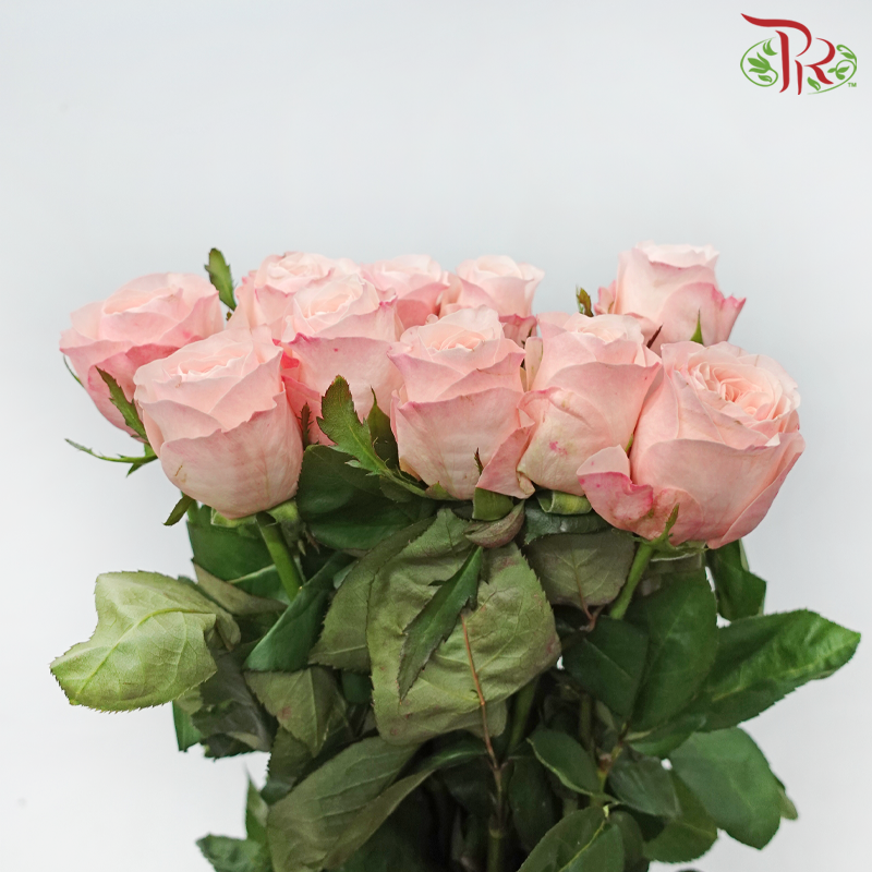 Rose - Catherine (10 Stems)-Catherine-China-prflorist.com.my