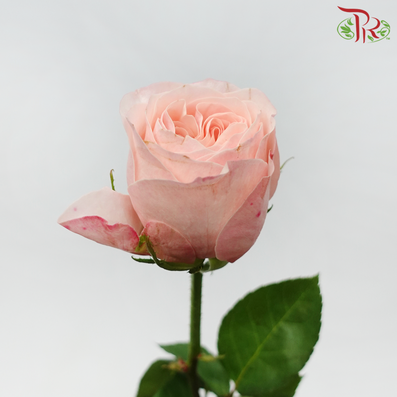 Rose - Catherine (10 Stems)-Catherine-China-prflorist.com.my