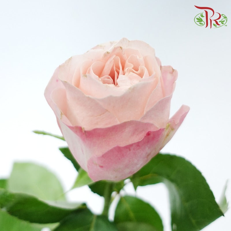 Rose - Catherine (10 Stems)-Catherine-China-prflorist.com.my