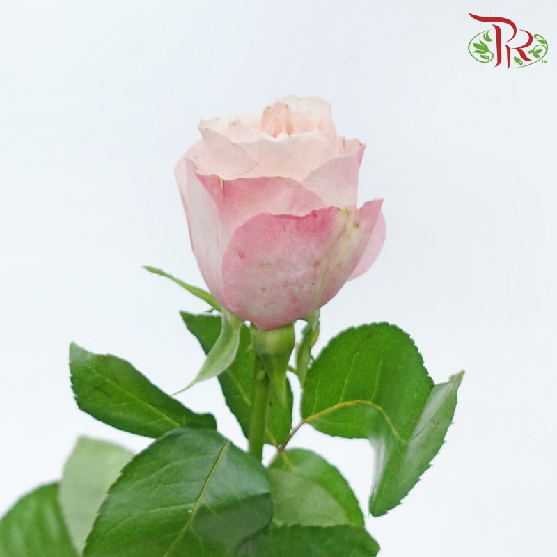 Rose - Catherine (10 Stems)-Catherine-China-prflorist.com.my