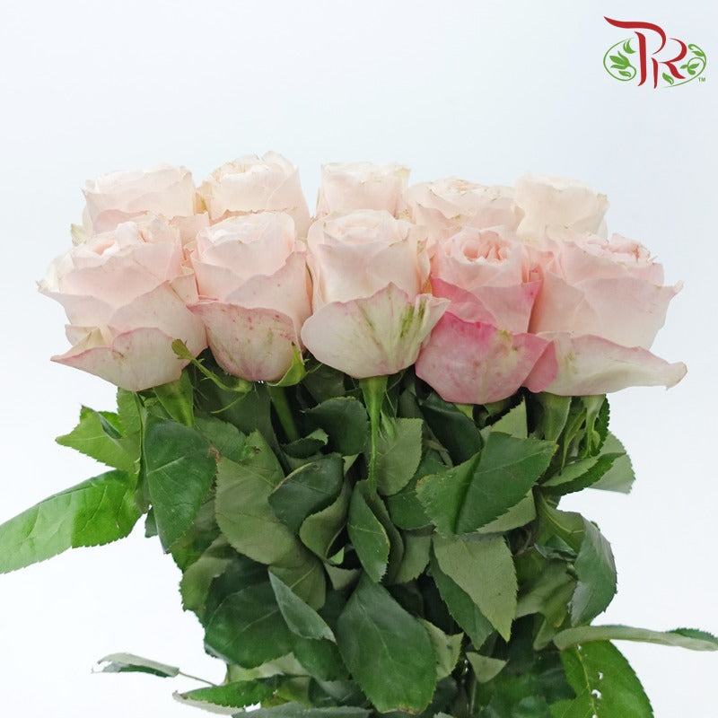 Rose - Catherine (10 Stems)-Catherine-China-prflorist.com.my