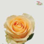Rose - Champagne ( 20 Stems )-Champagne-China-prflorist.com.my