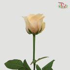 Rose - Champagne ( 20 Stems )-Champagne-China-prflorist.com.my