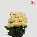 Rose - Champagne ( 20 Stems )-Champagne-China-prflorist.com.my